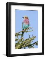 Africa, Tanzania. Portrait of a lilac-breasted roller.-Ellen Goff-Framed Photographic Print