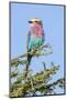 Africa, Tanzania. Portrait of a lilac-breasted roller.-Ellen Goff-Mounted Photographic Print