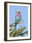 Africa, Tanzania. Portrait of a lilac-breasted roller.-Ellen Goff-Framed Photographic Print