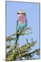 Africa, Tanzania. Portrait of a lilac-breasted roller.-Ellen Goff-Mounted Photographic Print