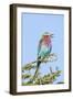 Africa, Tanzania. Portrait of a lilac-breasted roller.-Ellen Goff-Framed Photographic Print