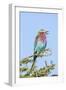 Africa, Tanzania. Portrait of a lilac-breasted roller.-Ellen Goff-Framed Photographic Print