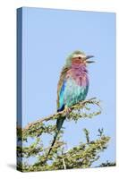 Africa, Tanzania. Portrait of a lilac-breasted roller.-Ellen Goff-Stretched Canvas