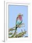 Africa, Tanzania. Portrait of a lilac-breasted roller.-Ellen Goff-Framed Photographic Print