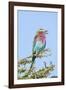 Africa, Tanzania. Portrait of a lilac-breasted roller.-Ellen Goff-Framed Photographic Print