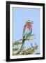 Africa, Tanzania. Portrait of a lilac-breasted roller.-Ellen Goff-Framed Photographic Print