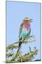 Africa, Tanzania. Portrait of a lilac-breasted roller.-Ellen Goff-Mounted Photographic Print