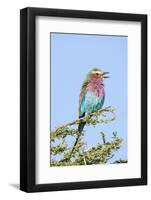 Africa, Tanzania. Portrait of a lilac-breasted roller.-Ellen Goff-Framed Photographic Print