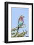 Africa, Tanzania. Portrait of a lilac-breasted roller.-Ellen Goff-Framed Photographic Print