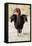 Africa, Tanzania. Portrait of a southern ground hornbill adult.-Ellen Goff-Framed Stretched Canvas