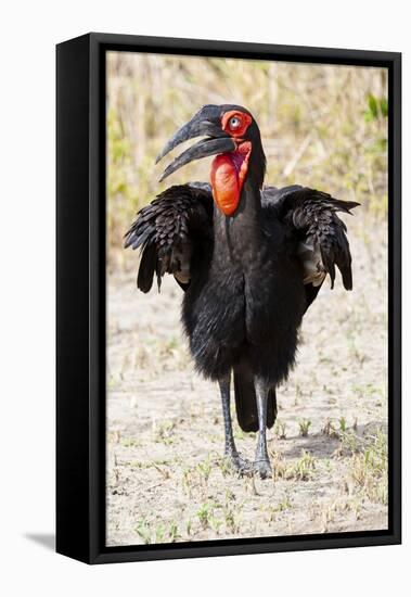 Africa, Tanzania. Portrait of a southern ground hornbill adult.-Ellen Goff-Framed Stretched Canvas
