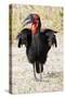 Africa, Tanzania. Portrait of a southern ground hornbill adult.-Ellen Goff-Stretched Canvas