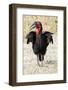 Africa, Tanzania. Portrait of a southern ground hornbill adult.-Ellen Goff-Framed Photographic Print