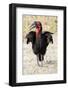 Africa, Tanzania. Portrait of a southern ground hornbill adult.-Ellen Goff-Framed Photographic Print