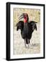 Africa, Tanzania. Portrait of a southern ground hornbill adult.-Ellen Goff-Framed Photographic Print