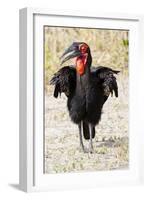 Africa, Tanzania. Portrait of a southern ground hornbill adult.-Ellen Goff-Framed Photographic Print