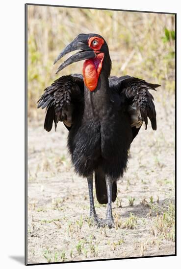 Africa, Tanzania. Portrait of a southern ground hornbill adult.-Ellen Goff-Mounted Photographic Print