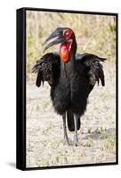 Africa, Tanzania. Portrait of a southern ground hornbill adult.-Ellen Goff-Framed Stretched Canvas