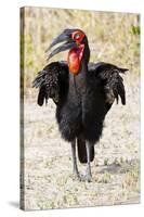 Africa, Tanzania. Portrait of a southern ground hornbill adult.-Ellen Goff-Stretched Canvas