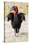 Africa, Tanzania. Portrait of a southern ground hornbill adult.-Ellen Goff-Stretched Canvas