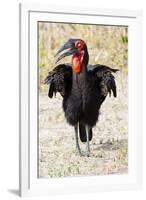 Africa, Tanzania. Portrait of a southern ground hornbill adult.-Ellen Goff-Framed Photographic Print