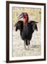 Africa, Tanzania. Portrait of a southern ground hornbill adult.-Ellen Goff-Framed Photographic Print