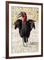 Africa, Tanzania. Portrait of a southern ground hornbill adult.-Ellen Goff-Framed Photographic Print