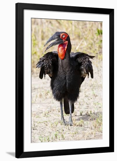 Africa, Tanzania. Portrait of a southern ground hornbill adult.-Ellen Goff-Framed Photographic Print