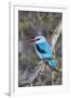 Africa, Tanzania. Portrait of a woodland kingfisher.-Ellen Goff-Framed Photographic Print