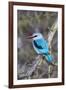 Africa, Tanzania. Portrait of a woodland kingfisher.-Ellen Goff-Framed Photographic Print