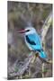 Africa, Tanzania. Portrait of a woodland kingfisher.-Ellen Goff-Mounted Photographic Print