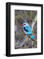 Africa, Tanzania. Portrait of a woodland kingfisher.-Ellen Goff-Framed Photographic Print