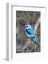 Africa, Tanzania. Portrait of a woodland kingfisher.-Ellen Goff-Framed Photographic Print