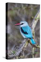 Africa, Tanzania. Portrait of a woodland kingfisher.-Ellen Goff-Stretched Canvas