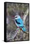 Africa, Tanzania. Portrait of a woodland kingfisher.-Ellen Goff-Framed Stretched Canvas