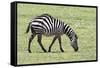 Africa, Tanzania. Portrait of a zebra with a spinal deformity.-Ellen Goff-Framed Stretched Canvas