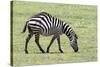 Africa, Tanzania. Portrait of a zebra with a spinal deformity.-Ellen Goff-Stretched Canvas