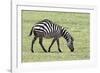 Africa, Tanzania. Portrait of a zebra with a spinal deformity.-Ellen Goff-Framed Photographic Print