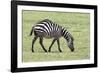 Africa, Tanzania. Portrait of a zebra with a spinal deformity.-Ellen Goff-Framed Photographic Print