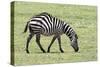 Africa, Tanzania. Portrait of a zebra with a spinal deformity.-Ellen Goff-Stretched Canvas