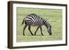 Africa, Tanzania. Portrait of a zebra with a spinal deformity.-Ellen Goff-Framed Photographic Print