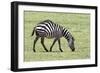 Africa, Tanzania. Portrait of a zebra with a spinal deformity.-Ellen Goff-Framed Photographic Print