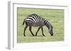 Africa, Tanzania. Portrait of a zebra with a spinal deformity.-Ellen Goff-Framed Photographic Print