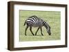 Africa, Tanzania. Portrait of a zebra with a spinal deformity.-Ellen Goff-Framed Photographic Print