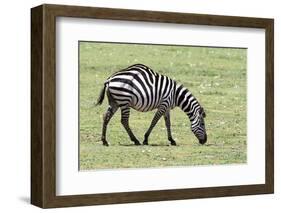Africa, Tanzania. Portrait of a zebra with a spinal deformity.-Ellen Goff-Framed Photographic Print