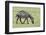 Africa, Tanzania. Portrait of a zebra with a spinal deformity.-Ellen Goff-Framed Photographic Print