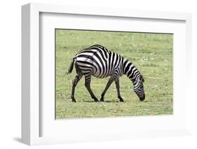 Africa, Tanzania. Portrait of a zebra with a spinal deformity.-Ellen Goff-Framed Photographic Print