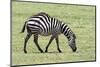 Africa, Tanzania. Portrait of a zebra with a spinal deformity.-Ellen Goff-Mounted Photographic Print