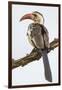 Africa. Tanzania. Red-billed hornbill Serengeti National Park.-Ralph H. Bendjebar-Framed Photographic Print