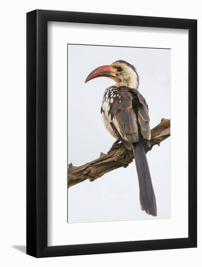 Africa. Tanzania. Red-billed hornbill Serengeti National Park.-Ralph H. Bendjebar-Framed Photographic Print